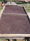 Ethiopian Yirgacheffe Natural Process Arabica Green Coffee Beans (1kg)