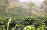 Nicaragua Natural Arabica Green Coffee Beans (1kg)