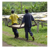 Congo Kivu 4 Arabica Washed Green Coffee Beans (1kg)