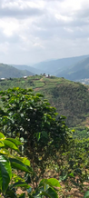 Rwanda Anaerobic Micro Lot Arabica Green Coffee Beans (1kg)