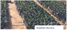 Rwanda Anaerobic Micro Lot Arabica Green Coffee Beans (1kg)