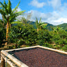 Sumatra Mandheling G1 Arabica Green Coffee Beans (1kg)