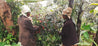 Uganda Coffee Gardens Washed Arabica Green Coffee Beans (1kg)