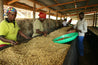 Uganda Coffee Gardens Washed Arabica Green Coffee Beans (1kg)