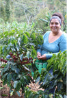 Honduras Ramos Arabica Green Coffee Beans (1kg)
