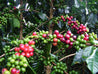 Papua New Guinea Arabica Roasted Coffee