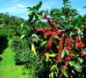 Papua New Guinea Y Grade Arabica Green Coffee Beans (1kg)