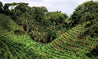 Serrano Lavado, Cumanayagua - New Crop Washed Arabica Green Coffee Beans (1kg)