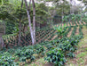 Nicaragua Natural Arabica Green Coffee Beans (1kg)