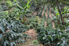 Honduras Ramos Arabica Green Coffee Beans (1kg)