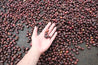 Nicaragua Pineapple Candy Arabica Green Coffee Beans (1kg)