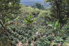 Honduras Ramos Arabica Green Coffee Beans (1kg)