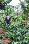 Nicaragua Natural Arabica Green Coffee Beans (1kg)