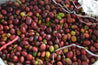 Indonesia Wahana Graha Longberry Washed Arabica Green Coffee Beans (1kg)