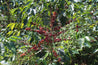 Honduras Ramos Arabica Green Coffee Beans (1kg)