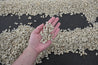 Nicaragua Pineapple Candy Arabica Green Coffee Beans (1kg)