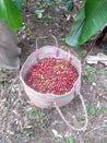 Ethiopian Rocko Mountain Reserve Natural Arabica Green Coffee Beans (1kg)