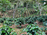 Nicaragua Natural Arabica Green Coffee Beans (1kg)