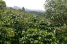 Guatemala Conebosque Green Coffee Beans Washed Arabica (1kg)