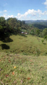 Guatemala Conebosque Green Coffee Beans Washed Arabica (1kg)