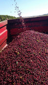 Brazil Fazenda Inhame Controlled Fermentation Arabica Green Coffee Beans (1kg)
