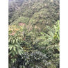 Peru El Eden Semi Anaerobic Arabica Green Coffee Beans (1kg)