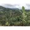 Peru El Eden Semi Anaerobic Arabica Green Coffee Beans (1kg)
