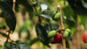 Serrano Lavado, Cumanayagua - New Crop Washed Arabica Green Coffee Beans (1kg)