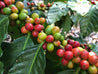 El Salvador  Arabica Roasted Coffee