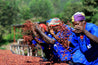Rwanda Anaerobic Micro Lot Arabica Green Coffee Beans (1kg)