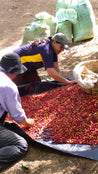 El Salvador Finca La Mercedes Honey Arabica Green Coffee Beans (1kg)